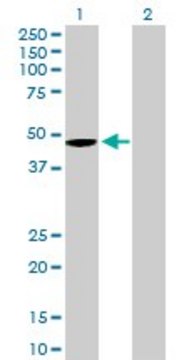 Anti-WNT5B antibody produced in mouse purified immunoglobulin, buffered aqueous solution