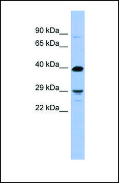 Anti-OLIG3, (N-terminal) antibody produced in rabbit affinity isolated antibody