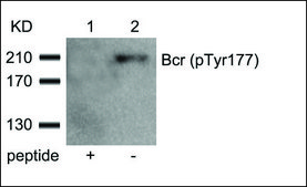 Anti-phospho-BCR (pTyr177) antibody produced in rabbit affinity isolated antibody