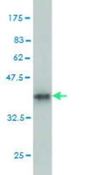 Monoclonal Anti-CLASP1 antibody produced in mouse clone 6A11, purified immunoglobulin, buffered aqueous solution