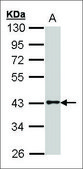 Anti-GPR120 (N-terminal) antibody produced in rabbit affinity isolated antibody, buffered aqueous solution