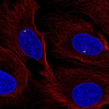 Anti-FGFR1OP antibody produced in rabbit Prestige Antibodies&#174; Powered by Atlas Antibodies, affinity isolated antibody