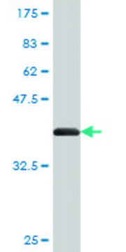 Monoclonal Anti-CENPJ antibody produced in mouse clone 1A5, purified immunoglobulin, buffered aqueous solution