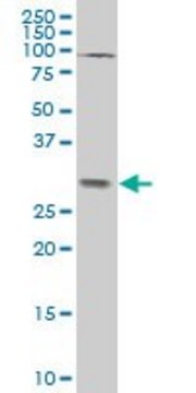 ANTI-TGIF2 antibody produced in mouse clone 6B10, purified immunoglobulin, buffered aqueous solution