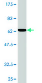 Monoclonal Anti-WBP2 antibody produced in mouse clone 3B1, purified immunoglobulin, buffered aqueous solution