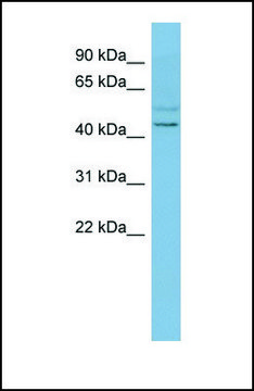 Anti-SLC46A1 antibody produced in rabbit affinity isolated antibody