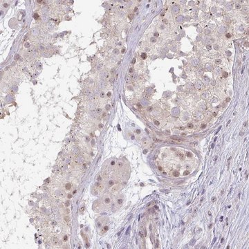 Anti-DZIP1 antibody produced in rabbit Prestige Antibodies&#174; Powered by Atlas Antibodies, affinity isolated antibody, buffered aqueous glycerol solution