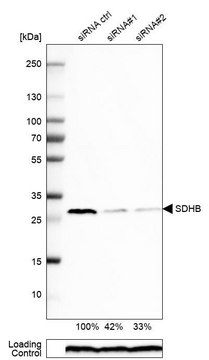 抗 SDHB 兔抗 Prestige Antibodies&#174; Powered by Atlas Antibodies, affinity isolated antibody, buffered aqueous glycerol solution