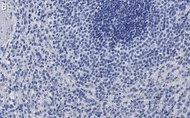 Anti-Siglec-9 Antibody, clone 3F22 ZooMAb® Rabbit Monoclonal recombinant, expressed in HEK 293 cells