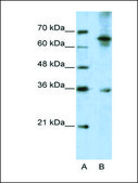 Anti-WNT9B antibody produced in rabbit IgG fraction of antiserum