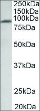 Anti-MFSD6 antibody produced in goat affinity isolated antibody, buffered aqueous solution