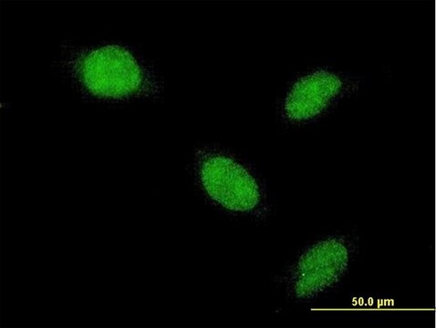 Monoclonal Anti-AHR antibody produced in mouse clone 4G7, purified immunoglobulin, buffered aqueous solution