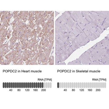 Anti-POPDC2 antibody produced in rabbit Prestige Antibodies&#174; Powered by Atlas Antibodies, affinity isolated antibody, buffered aqueous glycerol solution