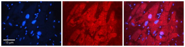 Anti-MBNL1 (AB2) antibody produced in rabbit IgG fraction of antiserum