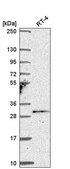 Anti-TSSK4 antibody produced in rabbit Prestige Antibodies® Powered by Atlas Antibodies, affinity isolated antibody