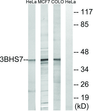 Anti-HSD3B7 antibody produced in rabbit affinity isolated antibody