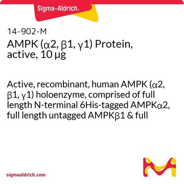 AMPK (&#945;2, &#946;1, &#947;1) Protein, active, 10 &#181;g Active, recombinant, human AMPK (&#945;2, &#946;1, &#947;1) holoenzyme, comprised of full length N-terminal 6His-tagged AMPK&#945;2, full length untagged AMPK&#946;1 &amp; full length untagged AMPK&#947;1. For use in Kinase Assays.