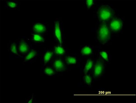 Anti-MDM4 antibody produced in mouse purified immunoglobulin, buffered aqueous solution