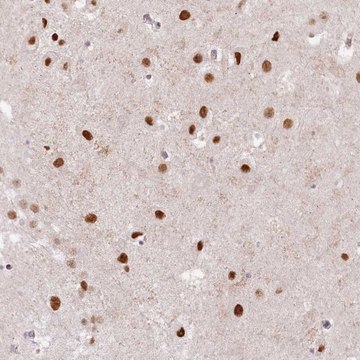 Anti-SORBS2 antibody produced in rabbit Prestige Antibodies&#174; Powered by Atlas Antibodies, affinity isolated antibody, buffered aqueous glycerol solution