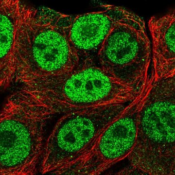 Anti-PMF1 antibody produced in rabbit Prestige Antibodies&#174; Powered by Atlas Antibodies, affinity isolated antibody