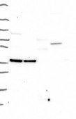 Anti-EGFLAM antibody produced in rabbit Prestige Antibodies® Powered by Atlas Antibodies, affinity isolated antibody, buffered aqueous glycerol solution