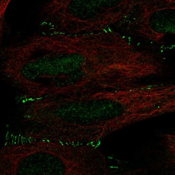 Anti-ALKBH6 antibody produced in rabbit Prestige Antibodies&#174; Powered by Atlas Antibodies, affinity isolated antibody