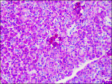 Anti-CTRP4 antibody produced in rabbit affinity isolated antibody, buffered aqueous solution