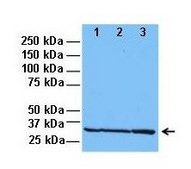 Anti-ING1 antibody produced in rabbit IgG fraction of antiserum