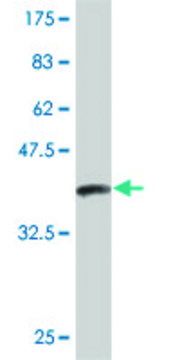 Monoclonal Anti-APCS antibody produced in mouse clone 4E8, purified immunoglobulin, buffered aqueous solution