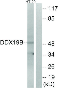 Anti-DDX19B antibody produced in rabbit affinity isolated antibody