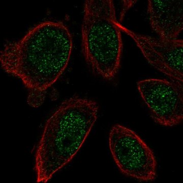 Anti-ZNF664 antibody produced in rabbit Prestige Antibodies&#174; Powered by Atlas Antibodies, affinity isolated antibody