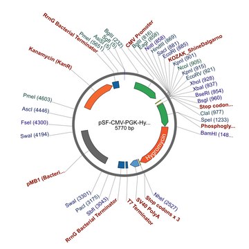 PSF-CMV-PGK-HYGRO - DUAL PROMOTER HYGROMYCIN PLASMID plasmid vector for molecular cloning