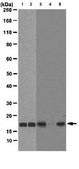 Anti-trimethyl Histone H3 (Lys27) Antibody, clone 18E9.1 clone 18E9.1, from mouse