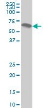 Monoclonal Anti-ATP6AP1 antibody produced in mouse clone 3A2, purified immunoglobulin, buffered aqueous solution