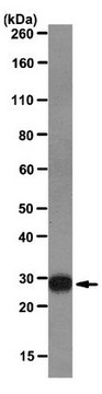 Anti-Galectin-3 Antibody, clone M3/38 clone M3/38, from rat