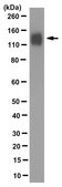 Anti-PECAM-1 Antibody, clone 4A8.1 clone 4A8.1, from mouse