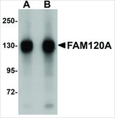 Anti-FAM120A antibody produced in rabbit affinity isolated antibody, buffered aqueous solution