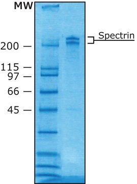 Spectrin 来源于人类红细胞 buffered aqueous glycerol solution