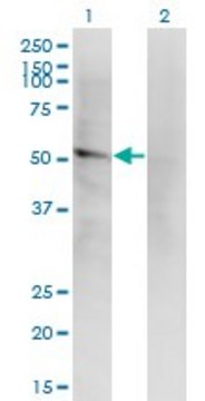 Monoclonal Anti-LILRA2 antibody produced in mouse clone 4D7, purified immunoglobulin, buffered aqueous solution