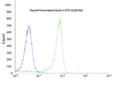 Anti-Thyroid Transcription Factor-1 antibody, Rabbit monoclonal clone SP141, recombinant, expressed in proprietary host, affinity isolated antibody