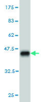 Monoclonal Anti-HELZ antibody produced in mouse clone 1C11, purified immunoglobulin, buffered aqueous solution