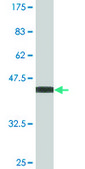 Monoclonal Anti-NME6 antibody produced in mouse clone 2A10, purified immunoglobulin, buffered aqueous solution