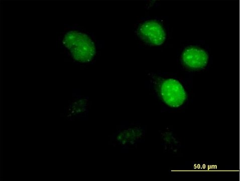 Anti-CDCA8 antibody produced in mouse IgG fraction of antiserum, buffered aqueous solution