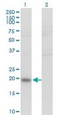 Monoclonal Anti-IL20 antibody produced in mouse clone 2H8, purified immunoglobulin, buffered aqueous solution