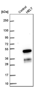 Anti-HELT antibody produced in rabbit Prestige Antibodies&#174; Powered by Atlas Antibodies, affinity isolated antibody, buffered aqueous glycerol solution