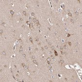 Anti-LUZP1 antibody produced in rabbit Prestige Antibodies® Powered by Atlas Antibodies, affinity isolated antibody, buffered aqueous glycerol solution, ab1