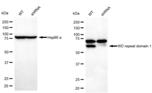KD-Validated Anti WD repeat domain 1 Antibody, clone 23GB4720, Rabbit Monoclonal clone 23GB4720, recombinant rabbit monoclonal, expressed in HEK293 cells