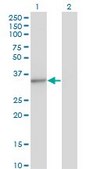 Monoclonal Anti-MED4 antibody produced in mouse clone 2B10, purified immunoglobulin, buffered aqueous solution