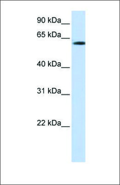 Anti-FBXO24 (ab3) antibody produced in rabbit affinity isolated antibody