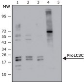 Anti-Pro LC3C antibody, Mouse monoclonal clone BTY-1, purified from hybridoma cell culture Affinity isolated antibody